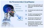 What Does Pheromones Mean?