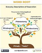 What Does Phleb Stand For
