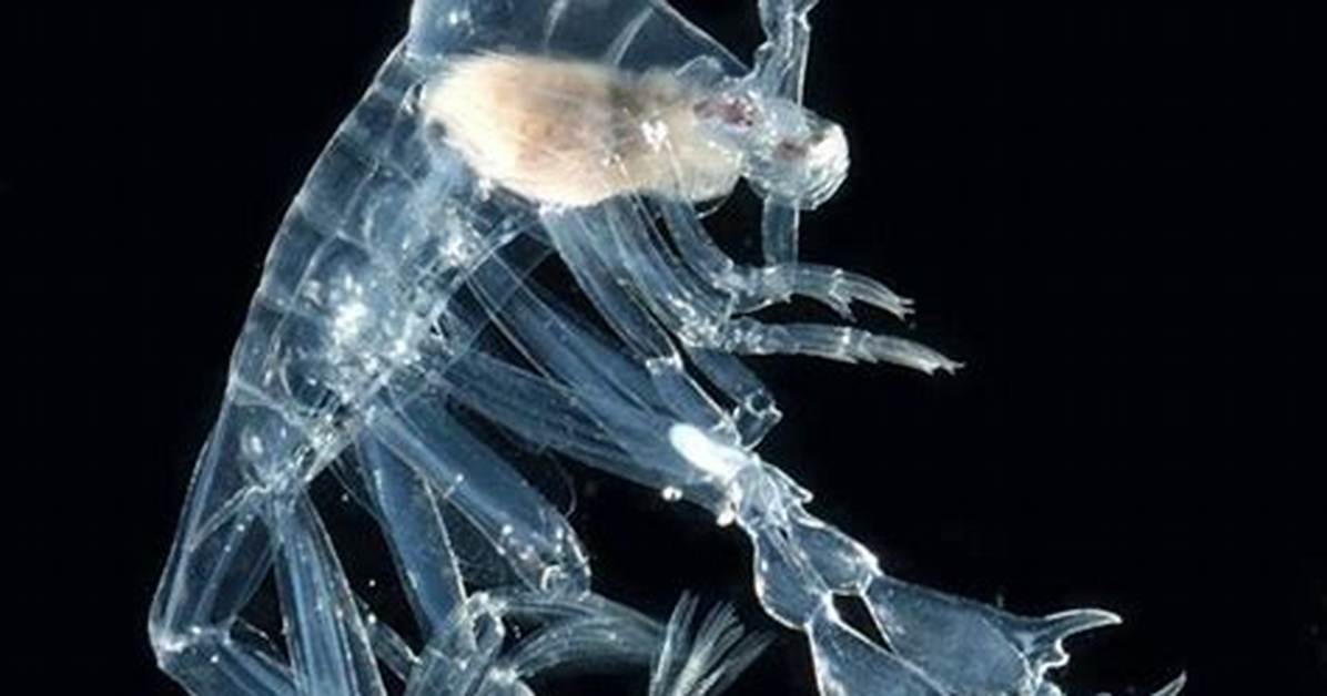 What Does Phronima Mean?