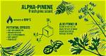 What Does Pinene Mean?