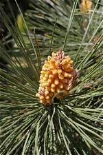 What Does Pinus Pinaster?