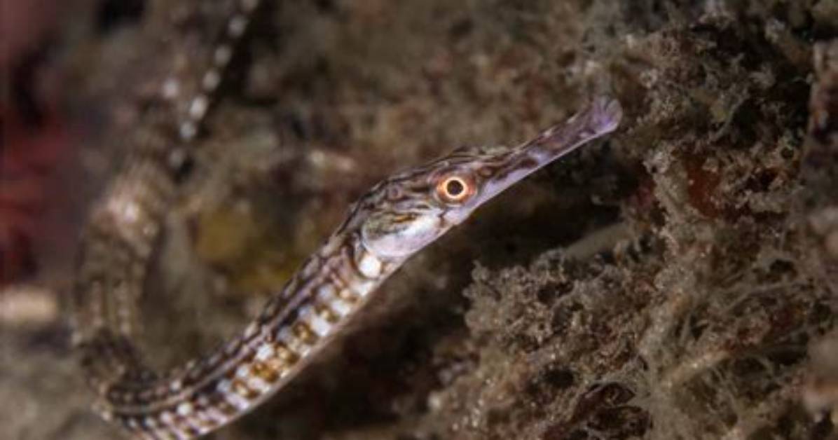What Does Pipefish Eat?