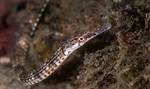 What Does Pipefish Eat?