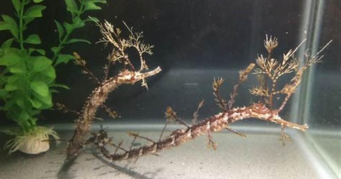 What Does Pipefish Mean?