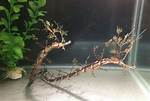 What Does Pipefish Mean?