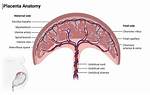 What Does Placenta Do for You?