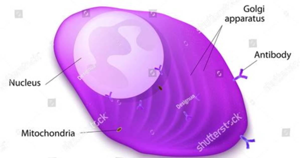 What Does Plasmocyte Mean?
