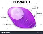 What Does Plasmocyte Mean?