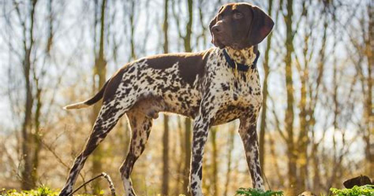 What Does Pointer Mean?