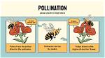 What Does Pollinator Mean?