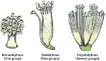 What Does Polyadelphous Meaning?