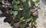 What Does Polygala Mean?