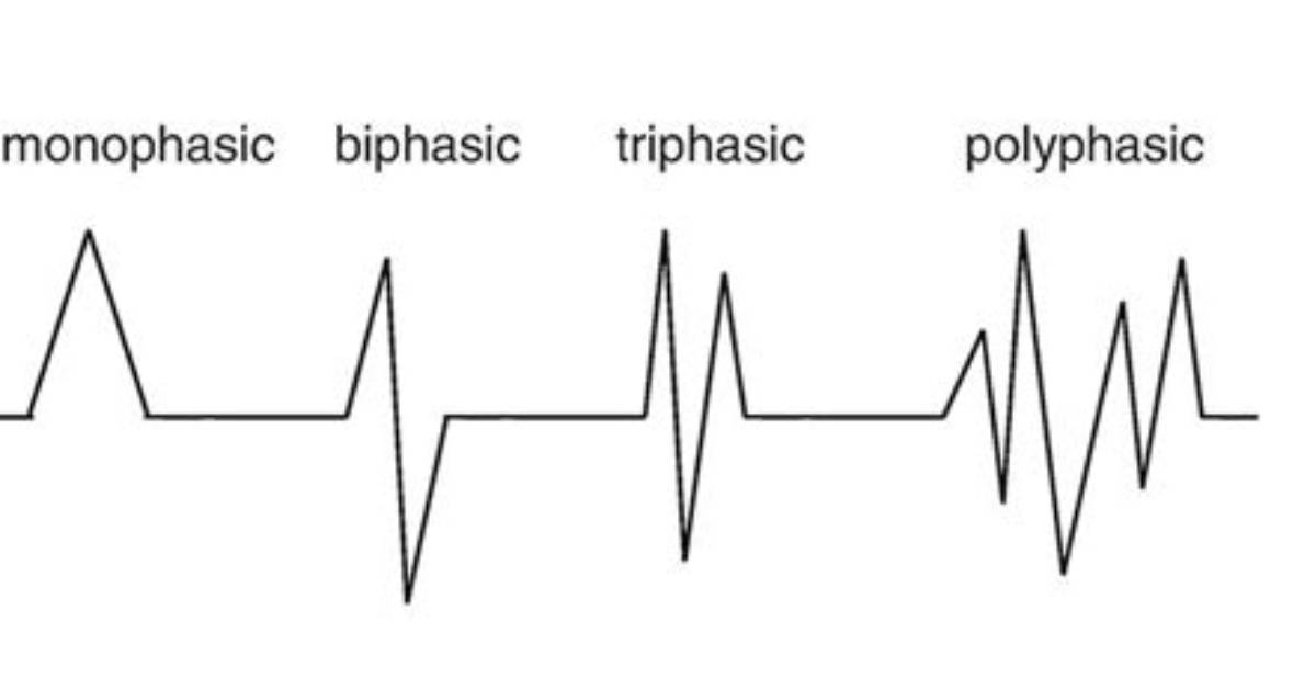 What Does Polyphasic Potentials Mean?