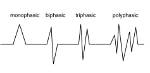 What Does Polyphasic Potentials Mean?