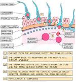 What Does Polyspermy Mean?