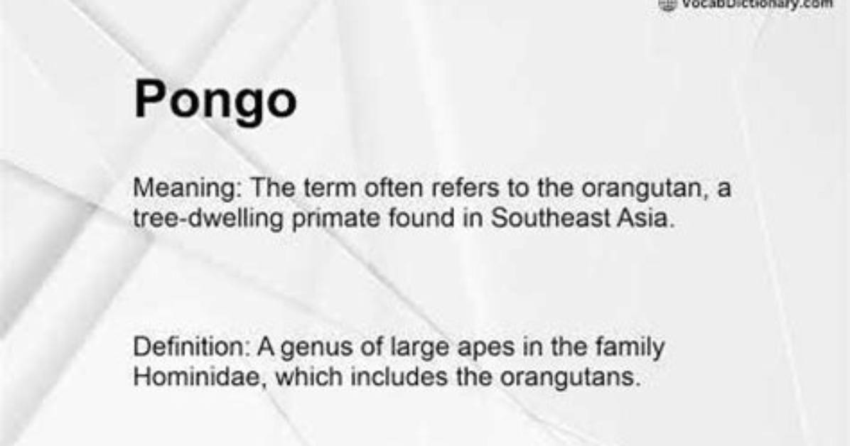 What Does Pongo Mean?