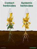 What Does Post Emergence Mean