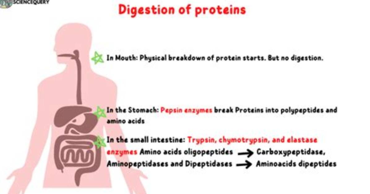 What Does Pre Digestion?