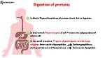 What Does Pre Digestion?
