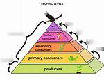 What Does Pre Tertiary Mean?