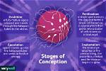 What Does Preconception Stage Mean?