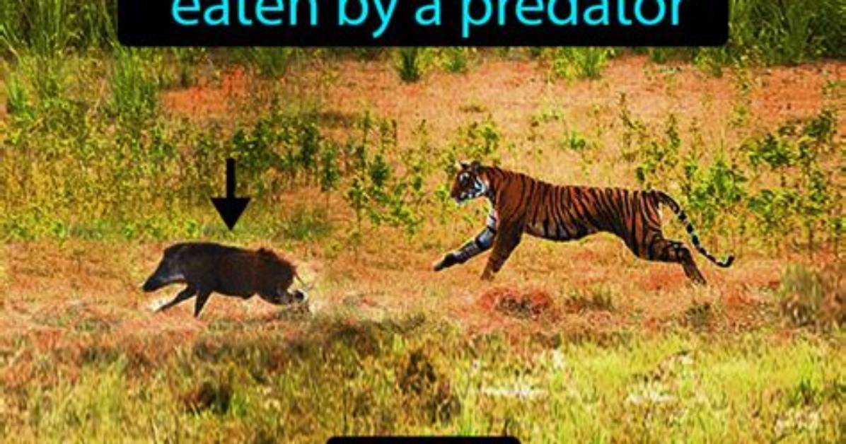 What Does Prey Mean