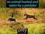 What Does Prey Mean