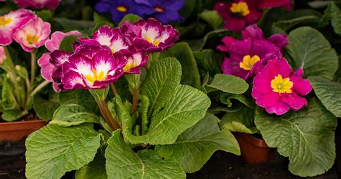 What Does Primula Look Like