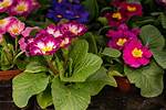 What Does Primula Look Like