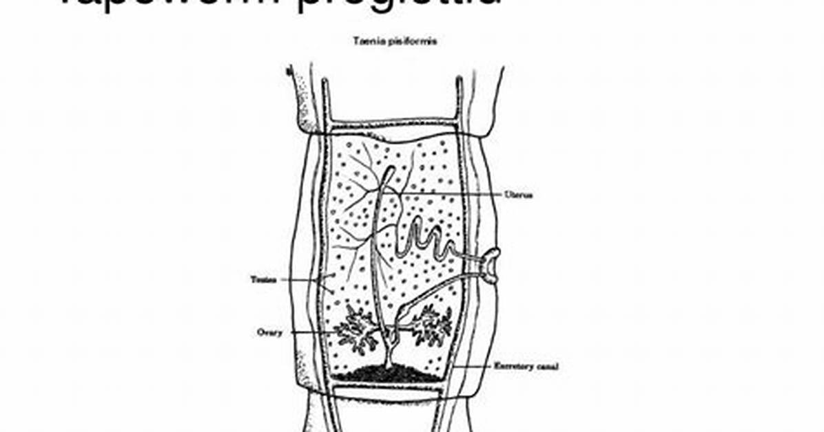 What Does Proglottid Mean?