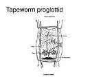 What Does Proglottid Mean?