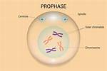 What Does Prophase Look Like