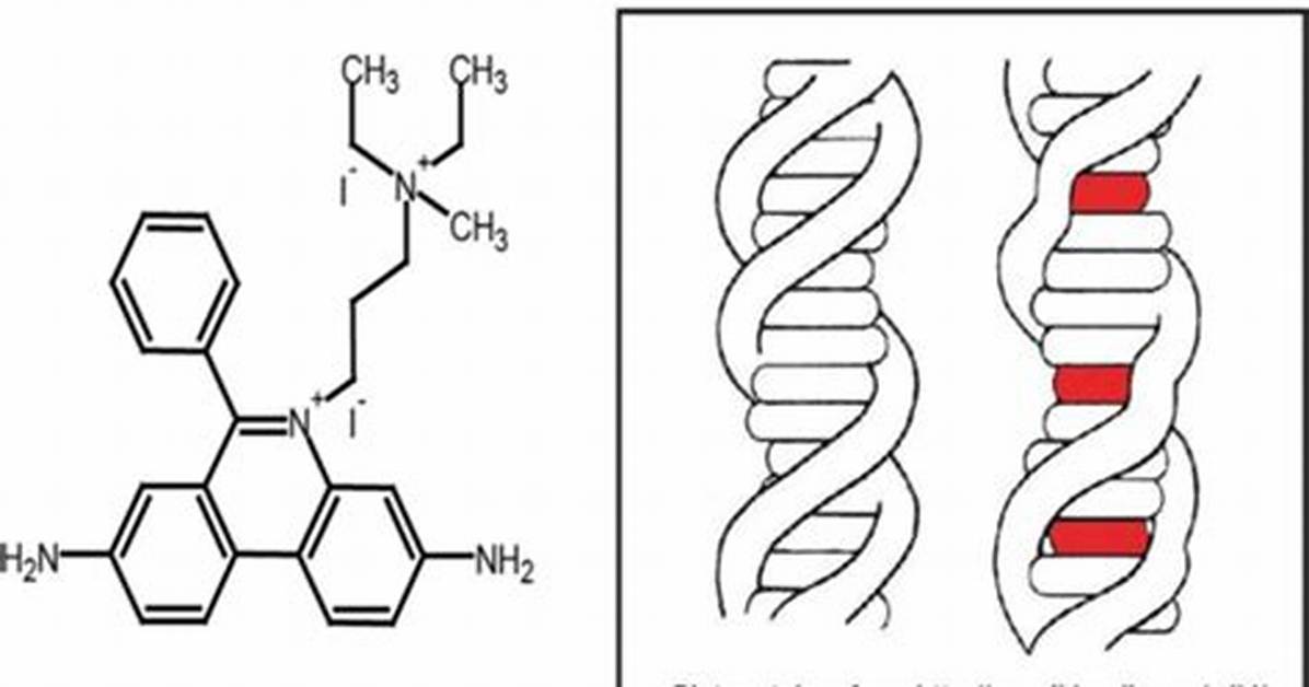 What Does Propidium Mean?