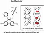 What Does Propidium Mean?
