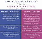 What Does Proteolytic Mean?