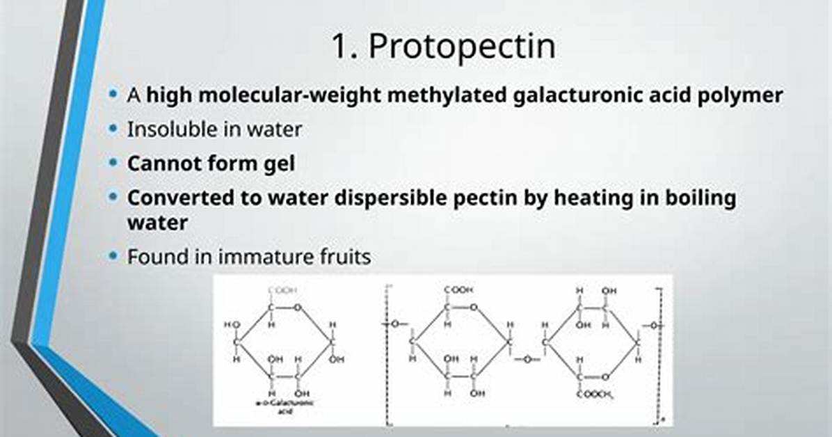 What Does Protopectin Mean?