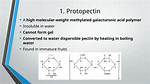 What Does Protopectin Mean?