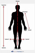 What Does Proximal Mean