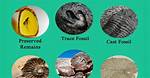 What Does Pseudofossil Mean?