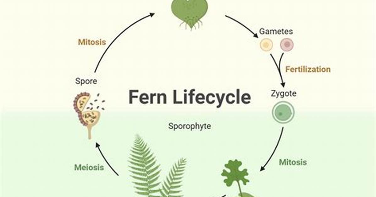What Does Pteridophytes Mean?