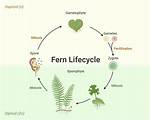 What Does Pteridophytes Mean?