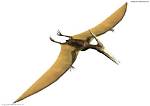 What Does Pterodactyl Mean?