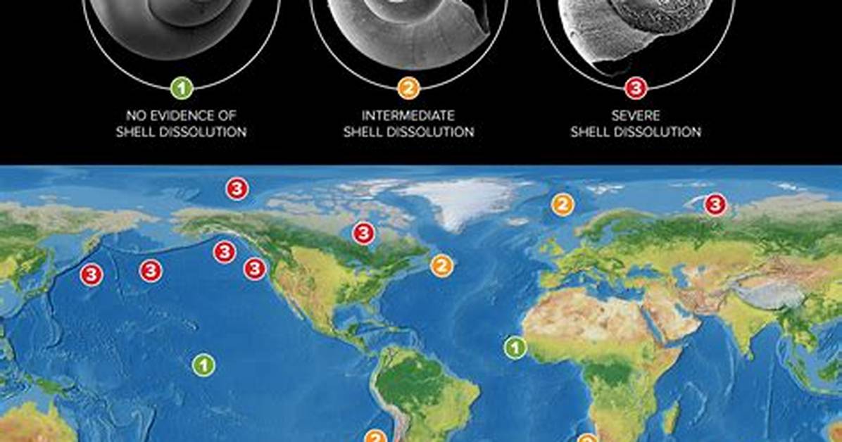 What Does Pteropod Mean?