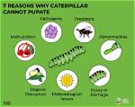 What Does Pupate Mean?