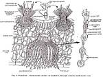 What Does Pycnidium Contain?