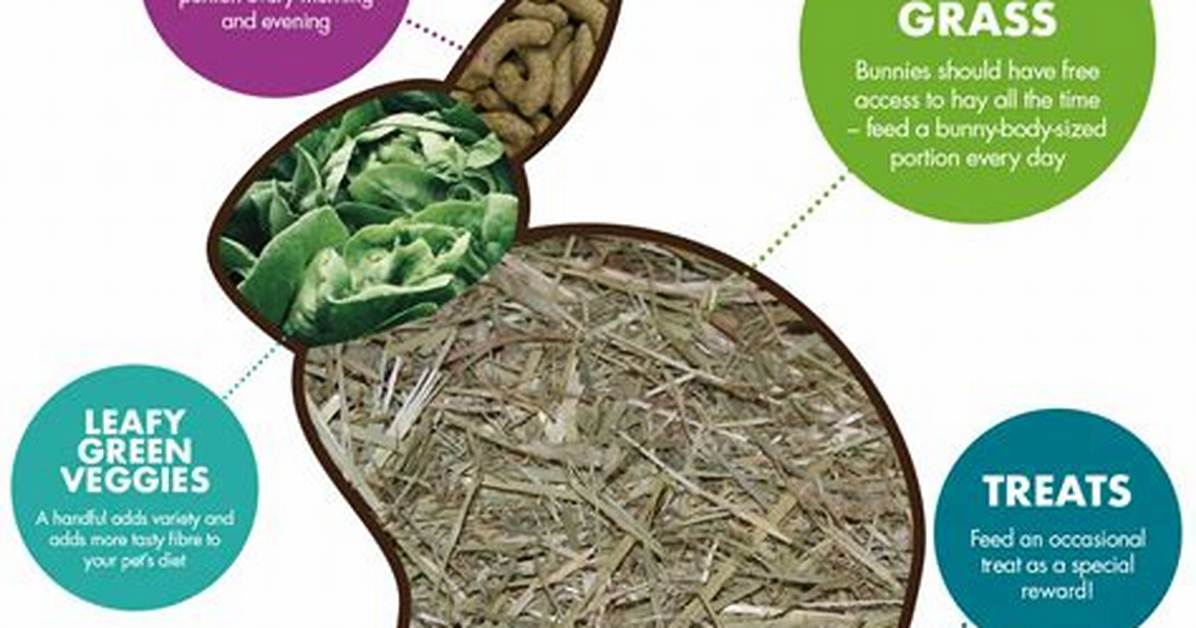 What Does Rabbit Eat?