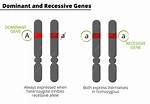 What Does Recessive Mean