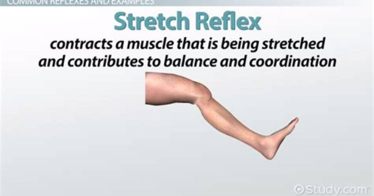 What Does Reflex Mean?