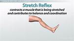 What Does Reflex Mean?