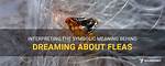What Does Reinfesting Fleas Mean?